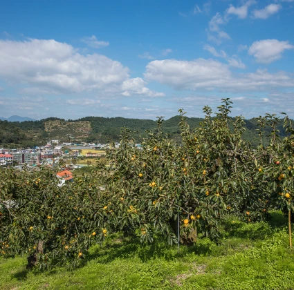 2025_gimhae_08_02.webp